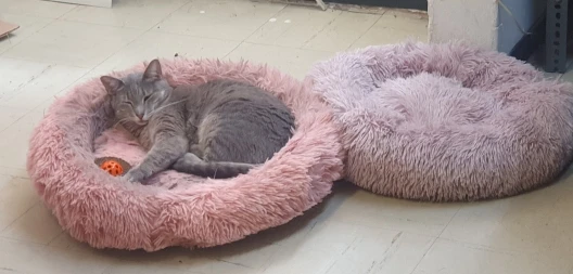 Cozy Round Plush Dog & Cat Bed for Ultimate Warmth & Style photo review