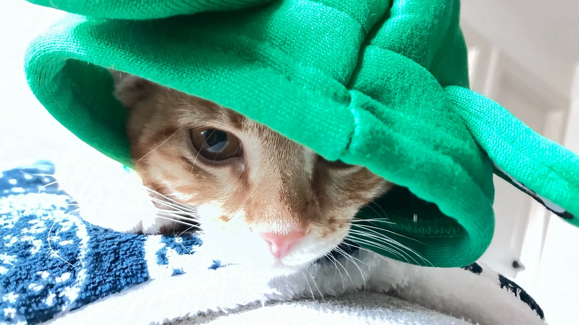 Cozy Plush Cat & Small Dog Bed Mat - Breathable & Soft photo review