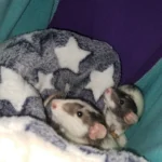 Cozy Plush Cat & Small Dog Bed Mat - Breathable & Soft photo review