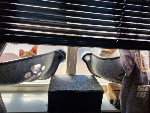 Cozy Cat Hammock with Suction Cups – Elevated Sunbathing Bed photo review