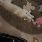 Plush Donut Cat Bed: Cozy, Washable Comfort for Pets photo review