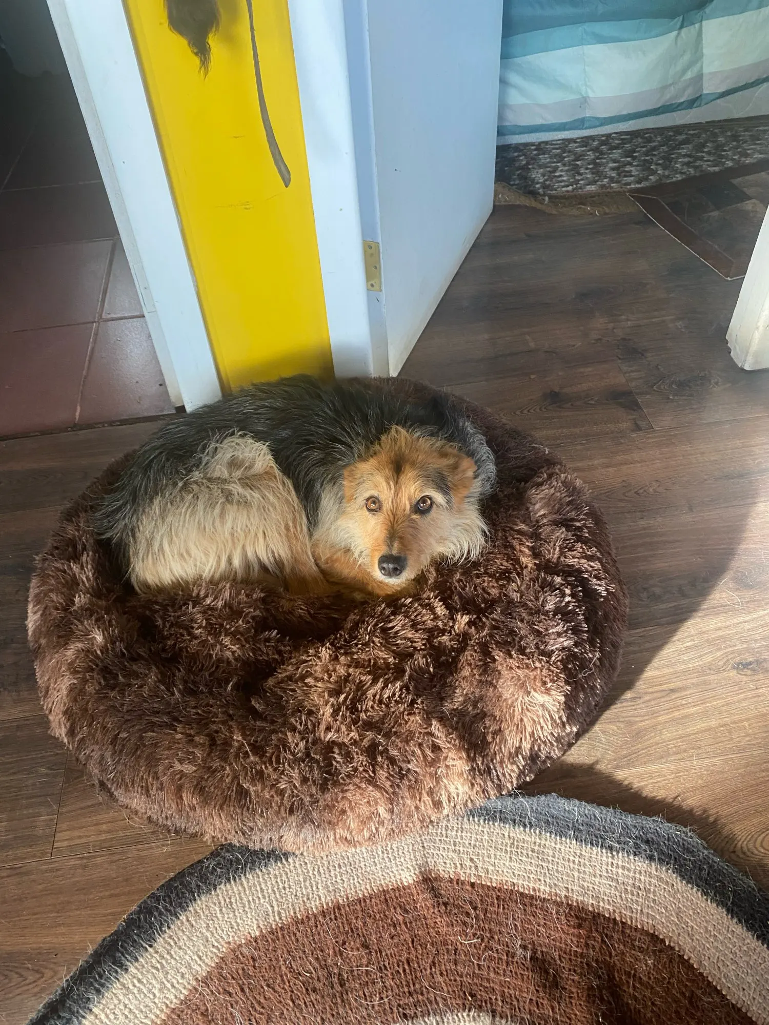 Cozy Round Plush Dog & Cat Bed for Ultimate Warmth & Style photo review