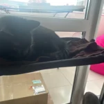 Sunny Cat Hammock Bed - Cozy Aerial Window Nest for Cats photo review