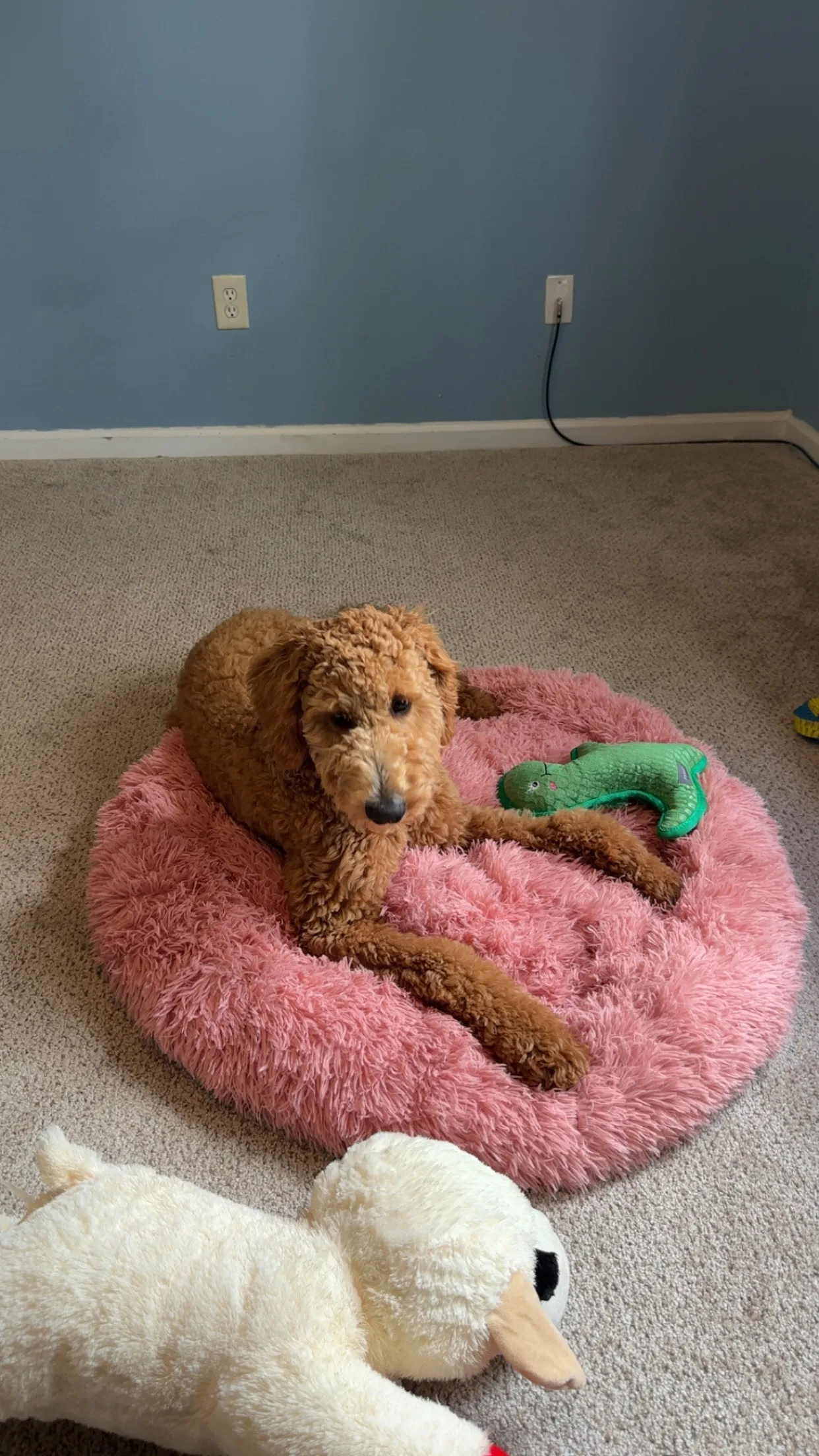 Cozy Round Pet Bed in Stylish Gradient for Large Dogs photo review