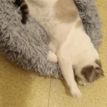 Plush Donut Cat Bed: Cozy, Washable Comfort for Pets photo review