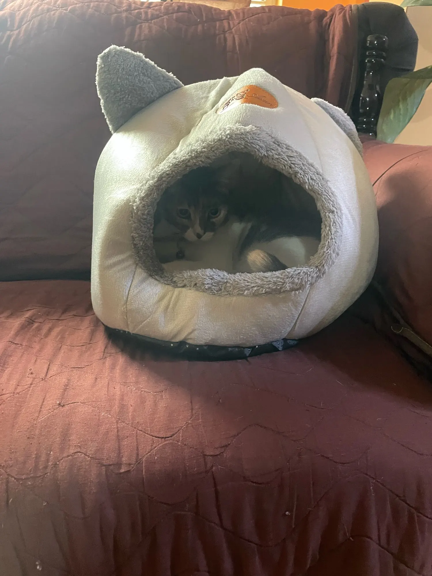 Cozy Cotton Cat Cave: Ultimate Winter Pet Bed Retreat photo review