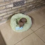 Plush Donut Cat Bed: Cozy, Washable Comfort for Pets photo review