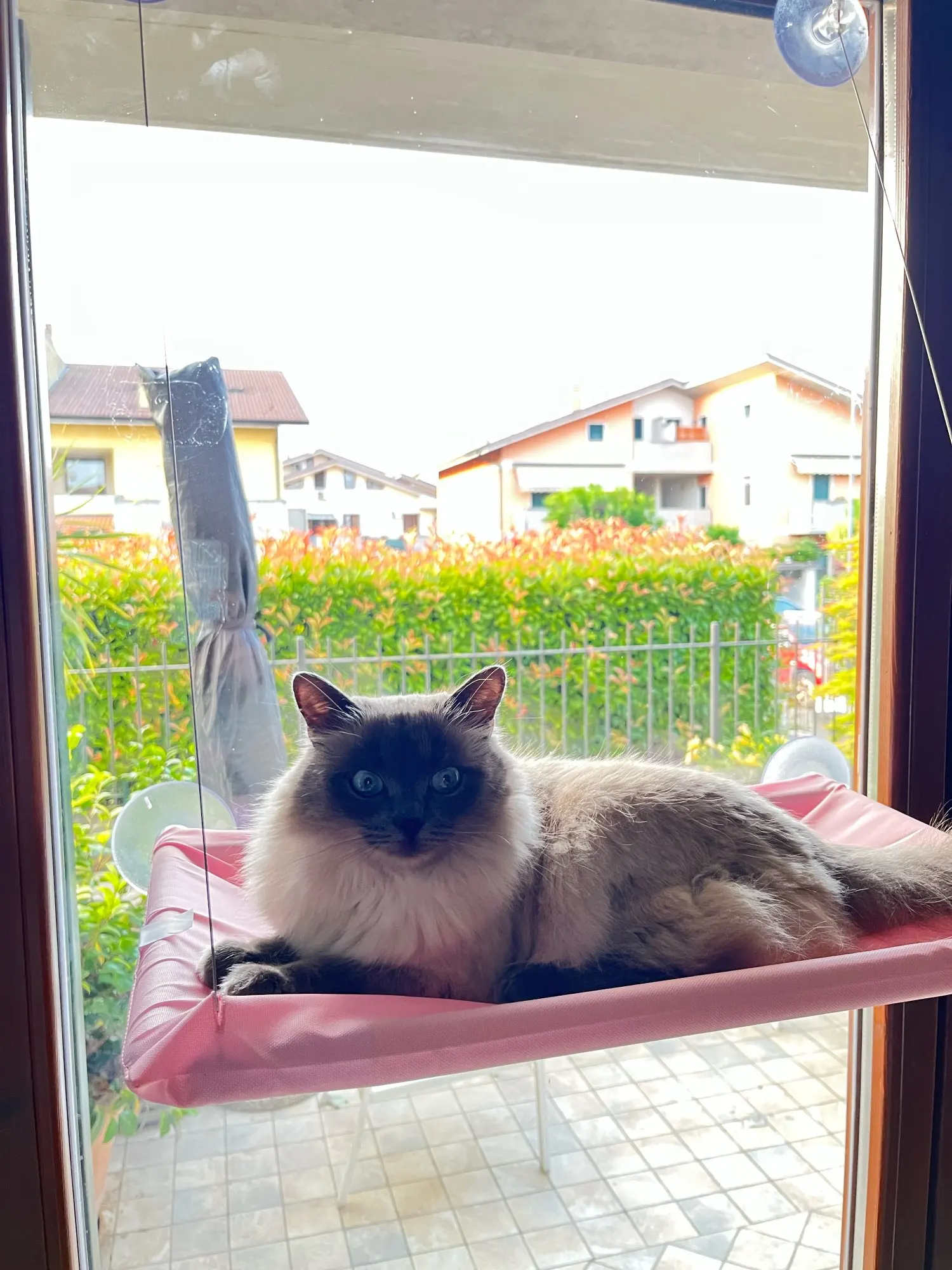 Sunny Cat Hammock Bed - Cozy Aerial Window Nest for Cats photo review