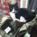 Sunny Cat Hammock Bed - Cozy Aerial Window Nest for Cats photo review