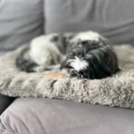 Orthopedic 3 D Foam Dog Bed with Washable Cover & Anti-Slip Base photo review