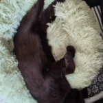 Plush Donut Cat Bed: Cozy, Washable Comfort for Pets photo review