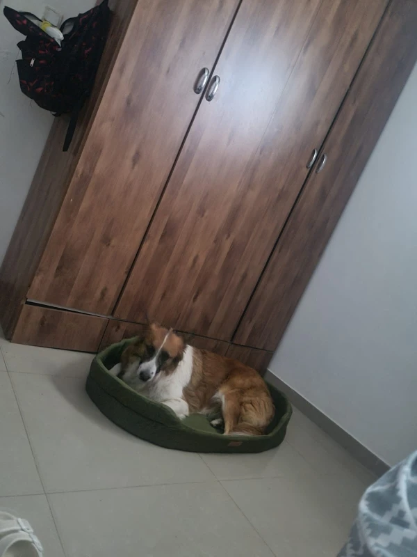 Dog Cushions Pet Bed Sofa Beds Large Dogs Fluffy Medium Blanket Pets Accessories Bad Mat Products Puppy Supplies Cats Small Big photo review