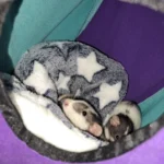 Cozy Plush Cat & Small Dog Bed Mat - Breathable & Soft photo review