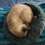 Home Plush Pet Nest Winter Cat Nest Dog Nest Warm Detachable and Washable Round Cat Nest Pet Bed Seasonal Universal Decoration photo review