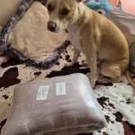 Plush Donut Cat Bed: Cozy, Washable Comfort for Pets photo review