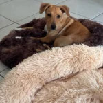 Cozy Round Pet Bed in Stylish Gradient for Large Dogs photo review