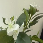 Lifelike Tropical Ficus Tree - No-Maintenance Home Decor photo review