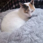 Plush Donut Cat Bed: Cozy, Washable Comfort for Pets photo review