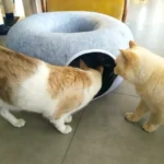 Cozy Felt Donut Cat Bed & Tunnel - Interactive Play Haven photo review