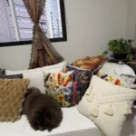 Cozy Cream Pineapple Turtle Plush Pillowcase for Home Decor photo review