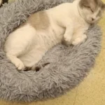 Plush Donut Cat Bed: Cozy, Washable Comfort for Pets photo review