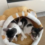 Cozy Cotton Cat Cave: Warm Pet Bed for Cats & Small Dogs photo review