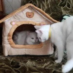 Cozy Foldable Pet House: Washable Cave for Cats & Small Dogs photo review