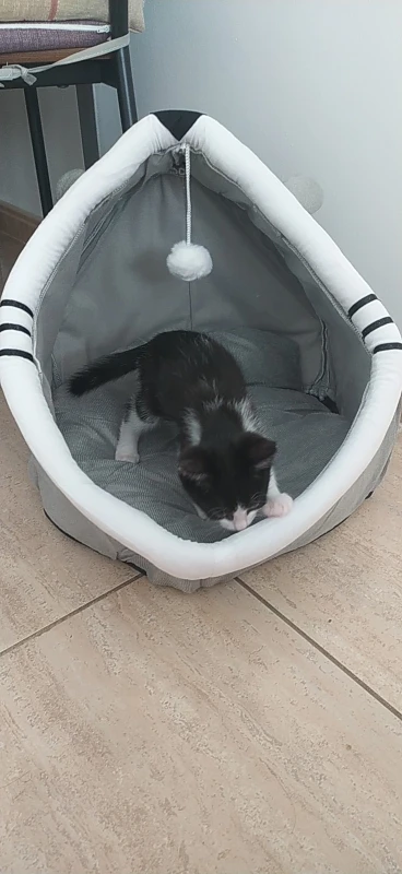 Cozy Cartoon Cat Bed: Removable, Washable, & Foldable Delight photo review