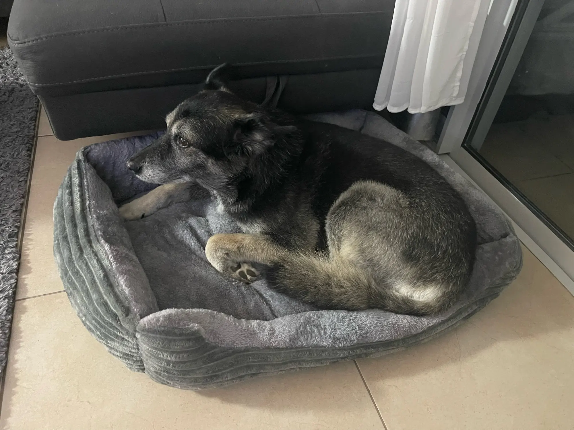 Bed for Dog Cat Pet Square Plush Kennel Medium Small Dog Sofa Bed Cushion Pet Calming Dog Bed House Pet Supplies Accessories photo review