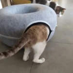 Cozy Felt Donut Cat Bed & Tunnel - Interactive Play Haven photo review