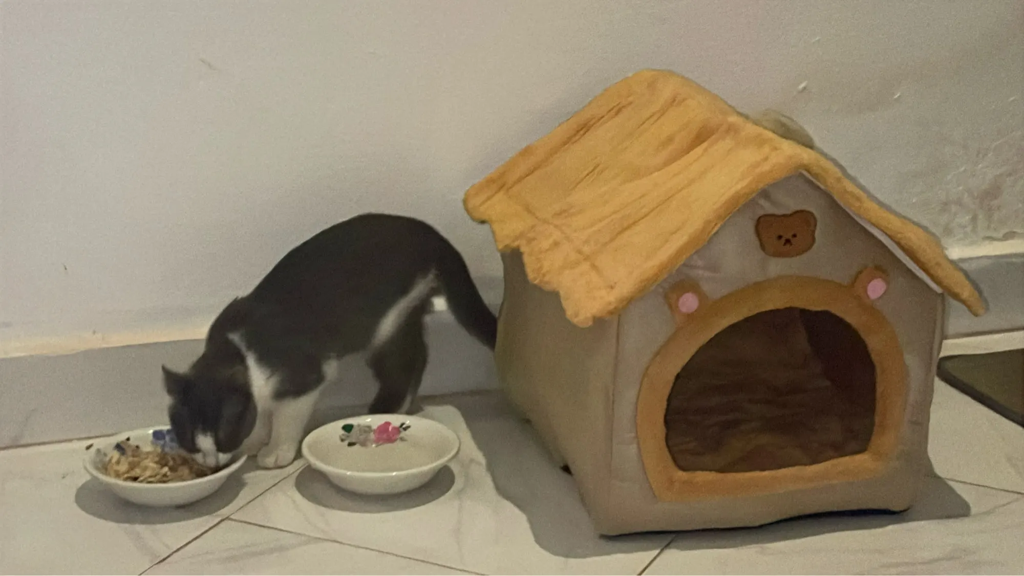 Cozy Foldable Pet House: Washable Cave for Cats & Small Dogs photo review