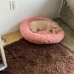 Plush Donut Cat Bed: Cozy, Washable Comfort for Pets photo review