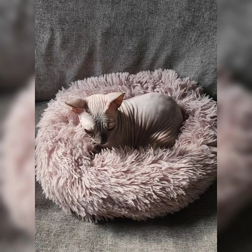 Cozy Round Pet Bed in Stylish Gradient for Large Dogs photo review