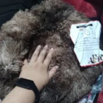 Cozy Round Pet Bed in Stylish Gradient for Large Dogs photo review