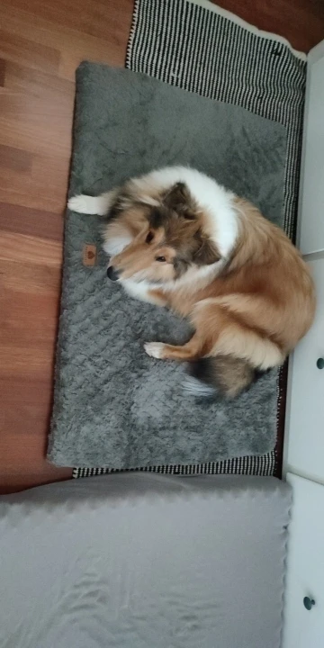 Orthopedic 3 D Foam Dog Bed with Washable Cover & Anti-Slip Base photo review