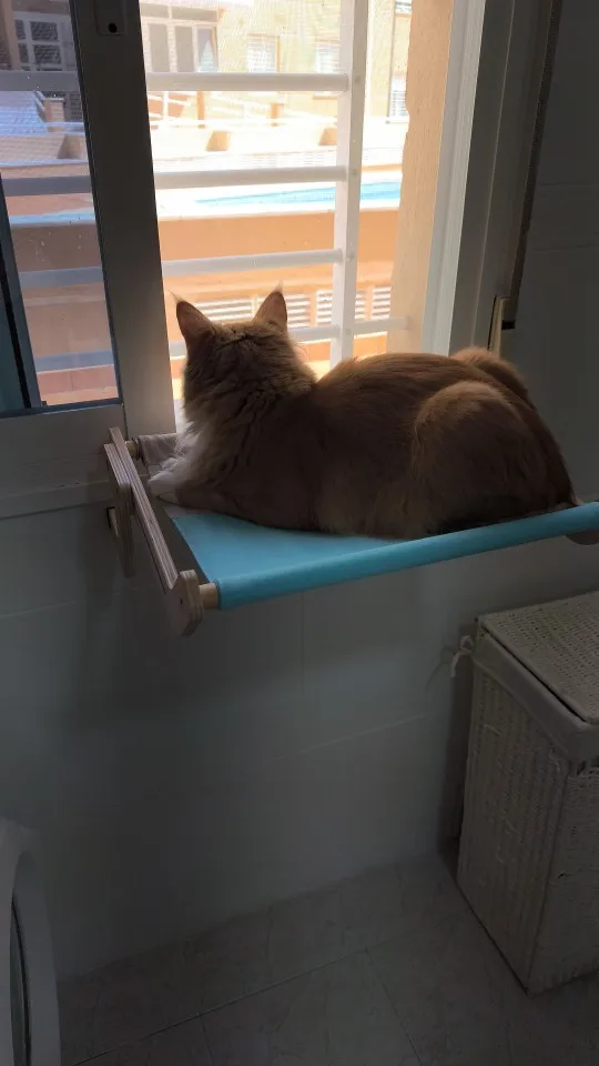 Cozy Cat Hammock with Window View & Wooden Stand photo review
