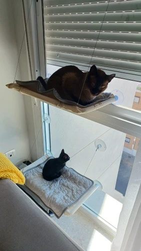 Sunny Cat Hammock Bed - Cozy Aerial Window Nest for Cats photo review