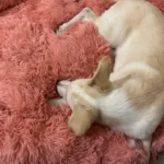 Cozy Bear Paw Pet Bed - Fluffy Comfort for All Sizes photo review