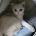 Cozy Cotton Cat Cave: Ultimate Winter Pet Bed Retreat photo review