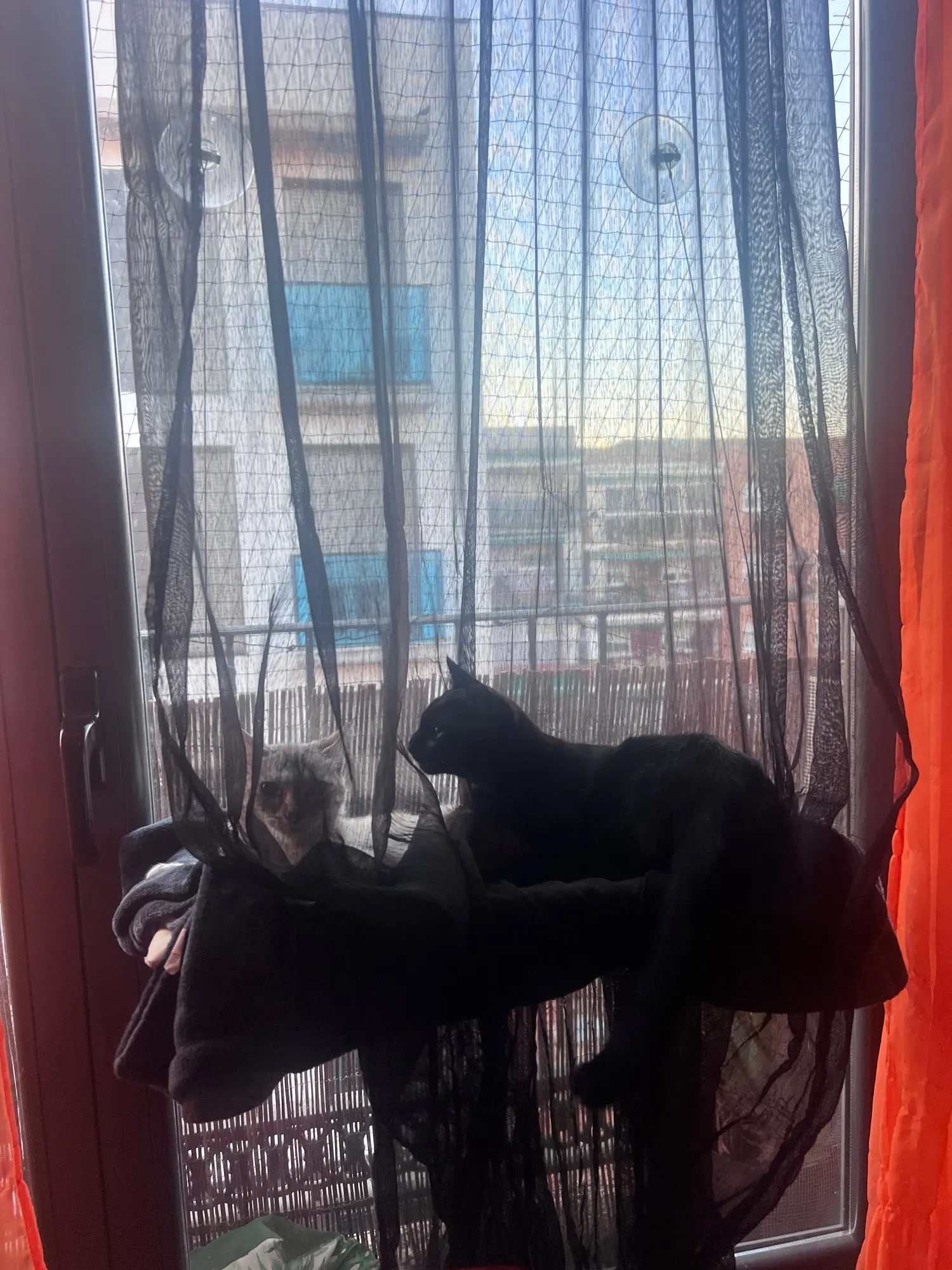 Sunny Cat Hammock Bed - Cozy Aerial Window Nest for Cats photo review