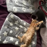 Cozy Plush Cat & Small Dog Bed Mat - Breathable & Soft photo review