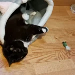 Cozy Cartoon Cat Bed: Removable, Washable, & Foldable Delight photo review