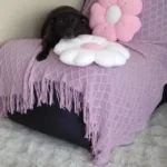 Cozy Round Plush Rabbit Hair Velvet Rug for Kids' Rooms photo review