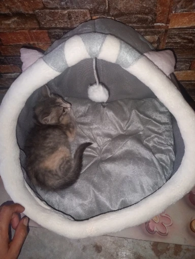 Cozy Cartoon Cat Bed: Removable, Washable, & Foldable Delight photo review