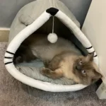 Cozy Cartoon Cat Bed: Removable, Washable, & Foldable Delight photo review