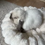 Cozy Plush Round Pet Bed for Medium Dogs & Cats - Winter Warmth photo review