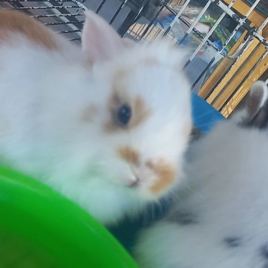 Cozy Cotton Cat Cave: Ultimate Winter Pet Bed Retreat photo review