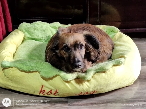 Pet Bed Hot Dog House Lounger Bed Kennel Mat Soft Fiber Pet Dog Puppy Warm Removable Washable Waterlon for Cats photo review