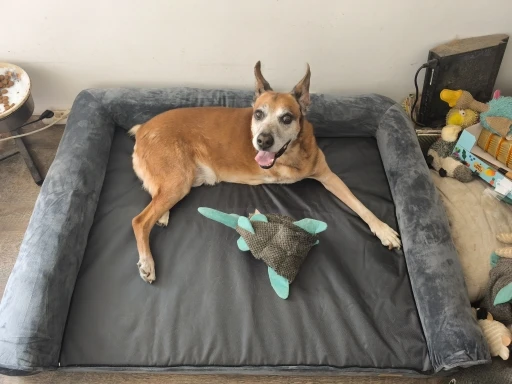 Ultimate Comfort BORWART XXXL Orthopedic Dog Bed - Waterproof Plush photo review