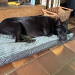 Cozy Corduroy Dog Bed - Detachable & Washable Comfort Mat photo review